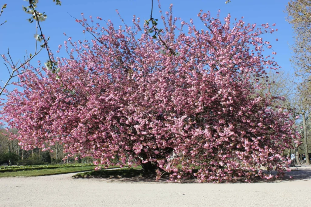 Jardin des Plantes cherry blossoms Paris photoshoot location in spring